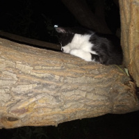 Tuxedo (Smokin) Kedi, Kedi  kedi diyorum bakıyor :)) fotoğrafı