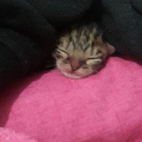 Tekir Kedi, Kedi  Eylül fotoğrafı