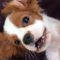 Cavalier King Charles Spanieli, Köpek  Mickey fotoğrafı