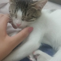 Tekir Kedi, Kedi  yırtık fotoğrafı