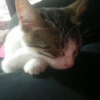 Tekir Kedi, Kedi  yırtık fotoğrafı