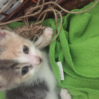 Tekir Kedi, Kedi  Mia fotoğrafı