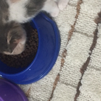Tekir Kedi, Kedi  Mia fotoğrafı