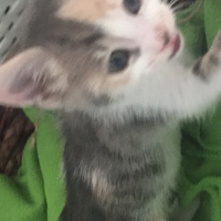 Tekir Kedi, Kedi  Mia fotoğrafı
