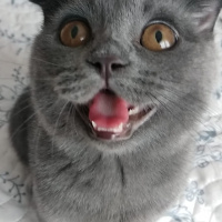 Scottish Fold, Kedi  Lulu fotoğrafı