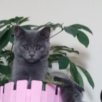 Scottish Fold, Kedi  Lulu fotoğrafı