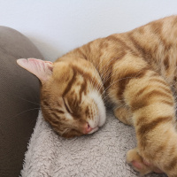 Sarman, Kedi  Şeftali fotoğrafı