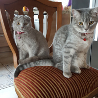 Scottish Fold, Kedi  Pudra fotoğrafı