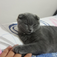 Scottish Fold, Kedi  Viski ❤️ fotoğrafı