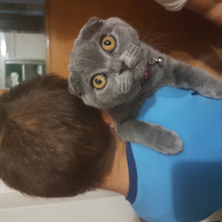 Scottish Fold, Kedi  Viski ❤️ fotoğrafı