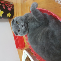 Scottish Fold, Kedi  Viski ❤️ fotoğrafı