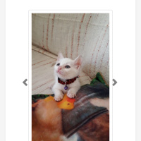 Tekir Kedi, Kedi  Afrodit fotoğrafı