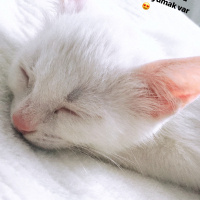 Tekir Kedi, Kedi  Afrodit fotoğrafı