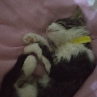 Tekir Kedi, Kedi  Asena fotoğrafı