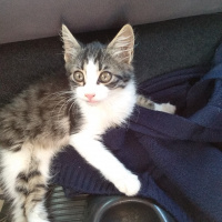 Tekir Kedi, Kedi  Asena fotoğrafı