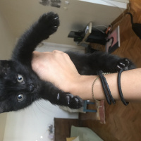 Tekir Kedi, Kedi  Minik bebişlerimiz fotoğrafı