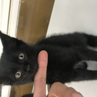 Tekir Kedi, Kedi  Minik bebişlerimiz fotoğrafı