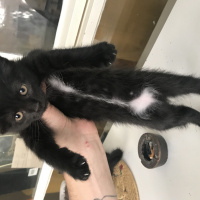 Tekir Kedi, Kedi  Minik bebişlerimiz fotoğrafı