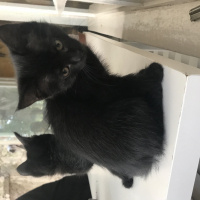 Tekir Kedi, Kedi  Minik bebişlerimiz fotoğrafı