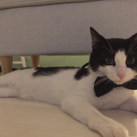 Tuxedo (Smokin) Kedi, Kedi  Efendi fotoğrafı