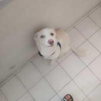 Labrador Retriever, Köpek  GECE fotoğrafı