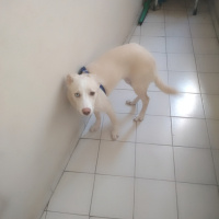 Labrador Retriever, Köpek  GECE fotoğrafı