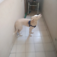 Labrador Retriever, Köpek  GECE fotoğrafı
