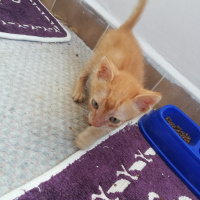Sarman, Kedi  Şeftali fotoğrafı