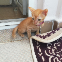 Sarman, Kedi  Şeftali fotoğrafı