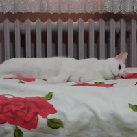 Ankara Kedisi, Kedi  Keskul fotoğrafı