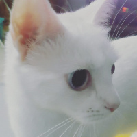 Ankara Kedisi, Kedi  Keskul fotoğrafı