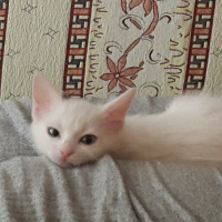 Ankara Kedisi, Kedi  Keskul fotoğrafı