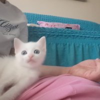 Ankara Kedisi, Kedi  Keskul fotoğrafı