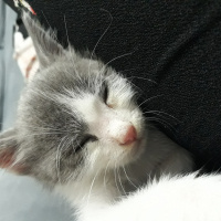 Tekir Kedi, Kedi  Pati fotoğrafı