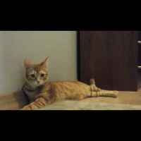 Sarman, Kedi  Tarçın fotoğrafı