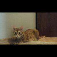 Sarman, Kedi  Tarçın fotoğrafı