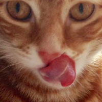 Sarman, Kedi  Tarçın fotoğrafı