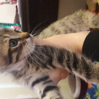 Tekir Kedi, Kedi  Adını siz koyun fotoğrafı