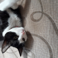 Tekir Kedi, Kedi  Zeytin fotoğrafı