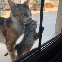 Tekir Kedi, Kedi  Mocha fotoğrafı
