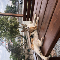 Tekir Kedi, Kedi  Mocha fotoğrafı