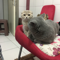 British Shorthair, Kedi  Leo fotoğrafı
