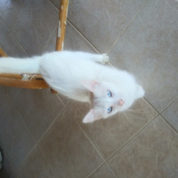 Van Kedisi, Kedi  Pamuk fotoğrafı