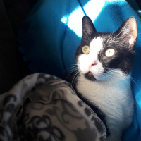 Tekir Kedi, Kedi  Prenses fotoğrafı