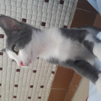 Tekir Kedi, Kedi  Pamuk fotoğrafı