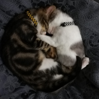 Tekir Kedi, Kedi  Haydar fotoğrafı