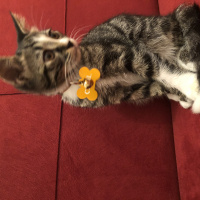 Tekir Kedi, Kedi  Çakıl fotoğrafı