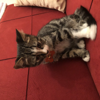 Tekir Kedi, Kedi  Çakıl fotoğrafı