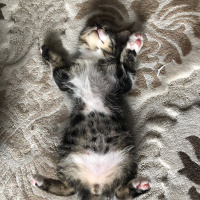 Tekir Kedi, Kedi  Çakıl fotoğrafı
