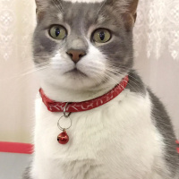 Tekir Kedi, Kedi  İlda fotoğrafı
